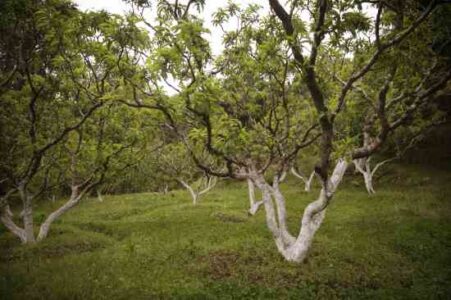 Vanishing Seeds: Value of Seeds in Himalayan Culture Image